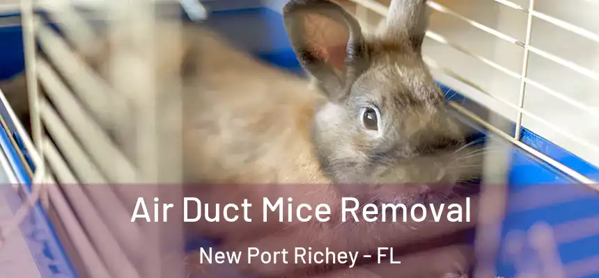 Air Duct Mice Removal New Port Richey - FL