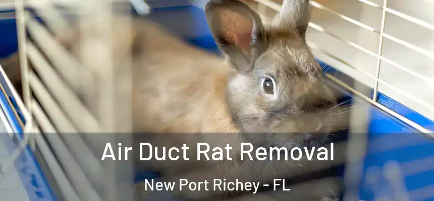  Air Duct Rat Removal New Port Richey - FL